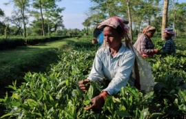 美 식품 관세 철폐에 인도 수출업체 '안도'