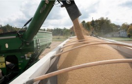 中, 美 대두 구매 확대 조짐..선물 가격 반등