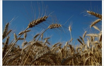 러시아, 우크라이나산 곡물 수출 합의 연장 조건부 동의 시사