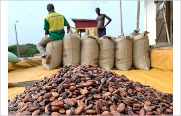 코코아 대란, 코트디부아르서 가나로 번지나…농가 가격 58% 인상