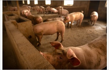 [글로벌이코노믹 사설] 중국 돼지고기 파동, 심상치 않다