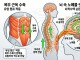 뇌 속 노폐물 씻어내는 '복근의 힘'… 치매 예방의 새 지평