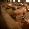 중국 돼지고기 파동, 심상치 않다